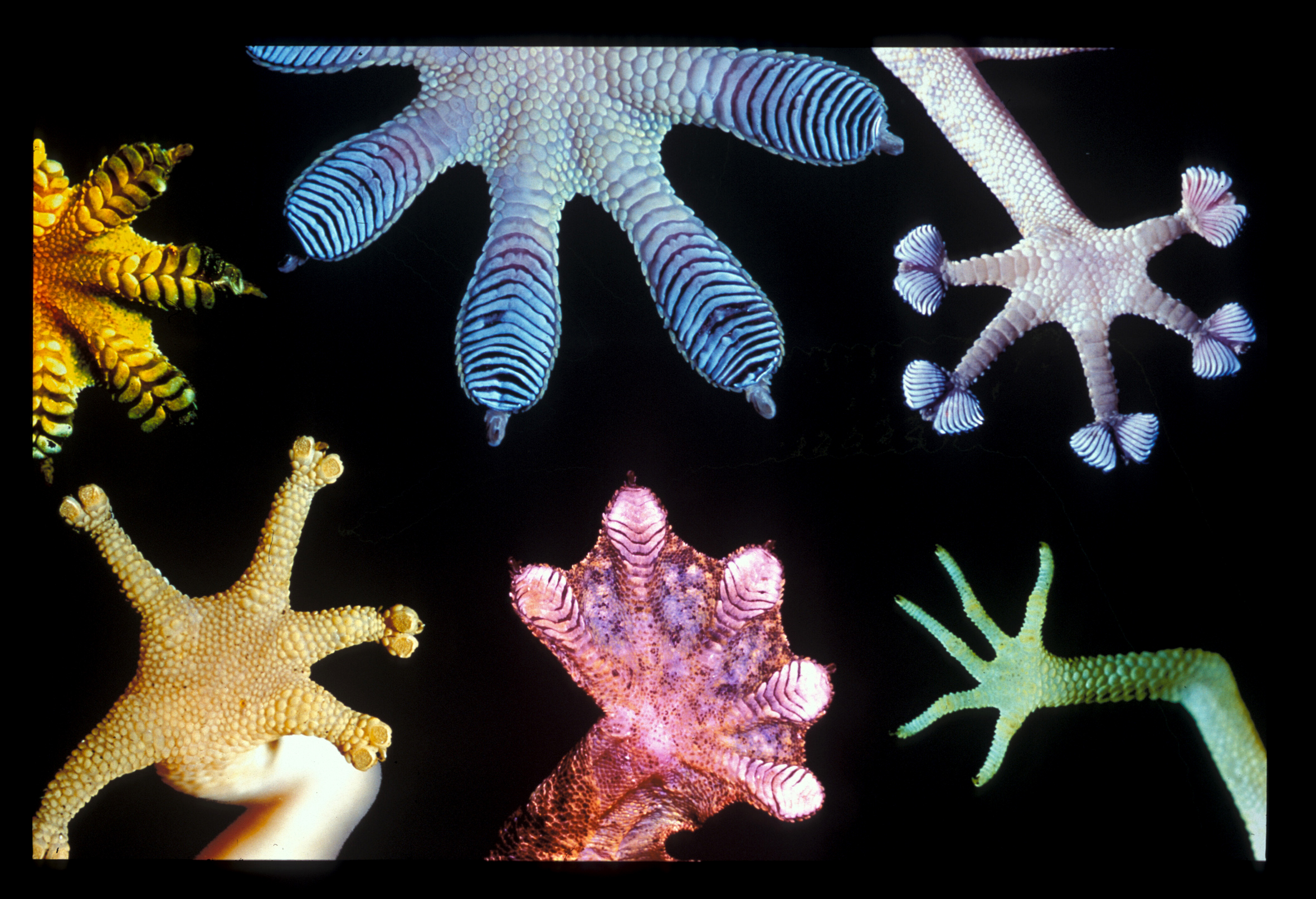 Coloured microscope images of gecko feet showing the branching pads that grip surfaces