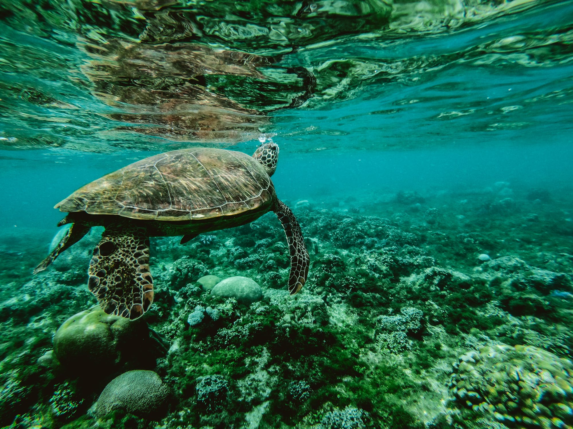 Coastal habitat