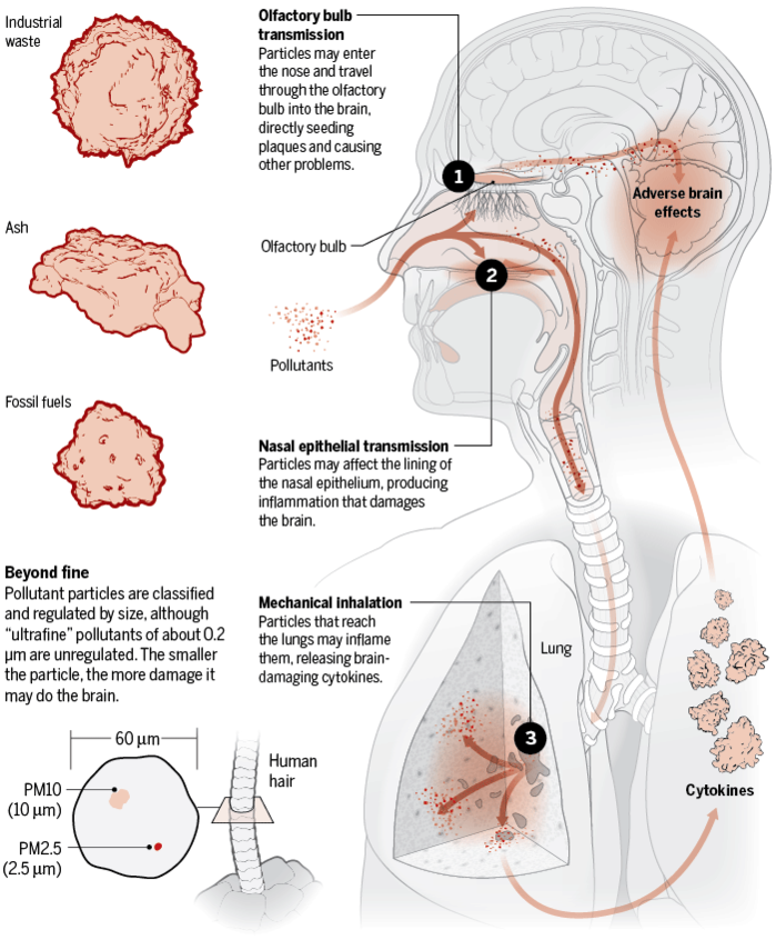 Diagram of three routes by which inhaled particles reach the brain: olfactory bulb transmission, nasal epithelial transmission and mechanical inhalation into the lungs releasing cytokines, with a size comparison of PM10 and PM2.5 against a 60 micrometer human hair
