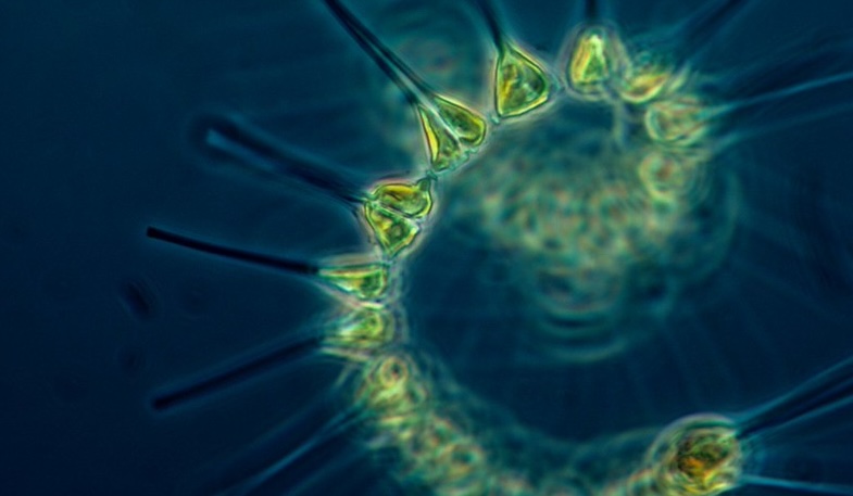 Phytoplankton bloom